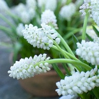 Muscari aucheri White Magic, Grape hyacinth White Magic, Mid spring white flower, mid spring buld, late spring white flower, late spring bulb
